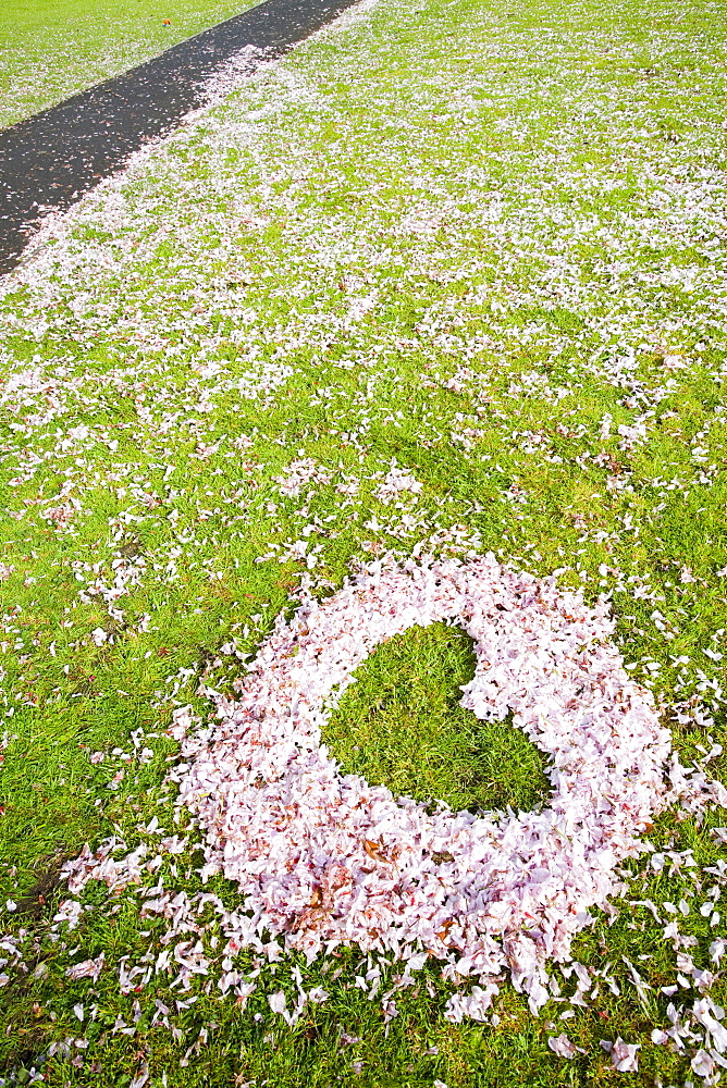 Cherry blossom shaped as a heart on a playing field in Ambleside, Cumbria, England, United Kingdom, Europe