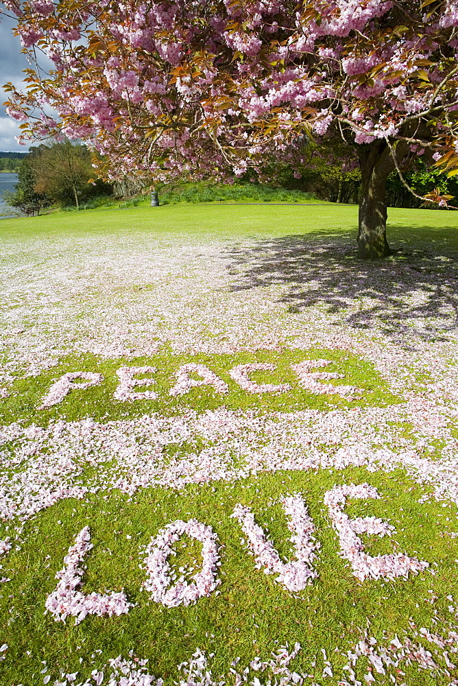 Cherry blossom used to spell out the words Peace and Love, on a playing field in Ambleside, Cumbria, England, United Kingdom, Europe