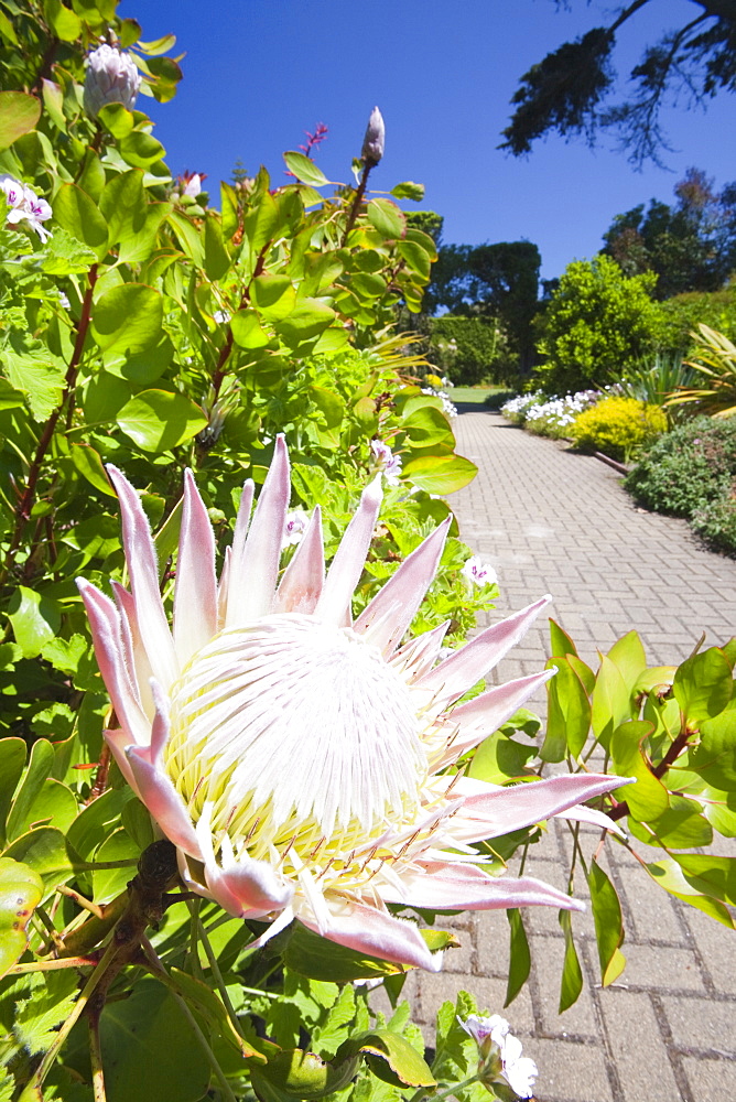 Proteas growing in the Abbey gardens on Tresco, Scilly Isles, off South West Cornwall, United Kingdom, Europe