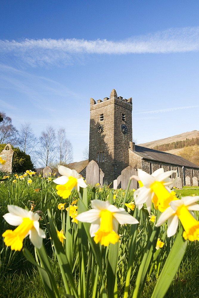 Daffodils in the graveyard at Troutbeck, Cumbria, England, United Kingdom, Europe