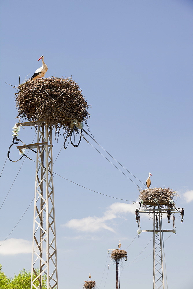 White Storks (Ciconia ciconia) nesting on electricity pylons in the Coto Donana in Andalucia, Spain.