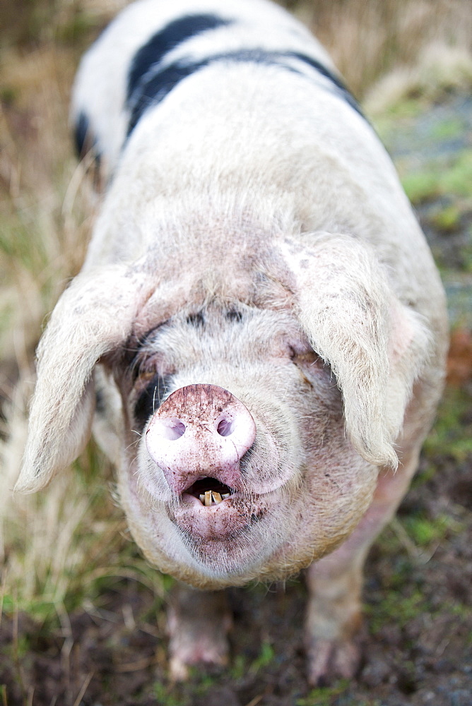 This Gloucester Old Spot Pig has the run of virtually the whole of the Isle of Raasay, but tends to stay on the northern end of the isle on Calums road near Arnish, Isle of Raasay, Scotland, United Kingdom, Europe