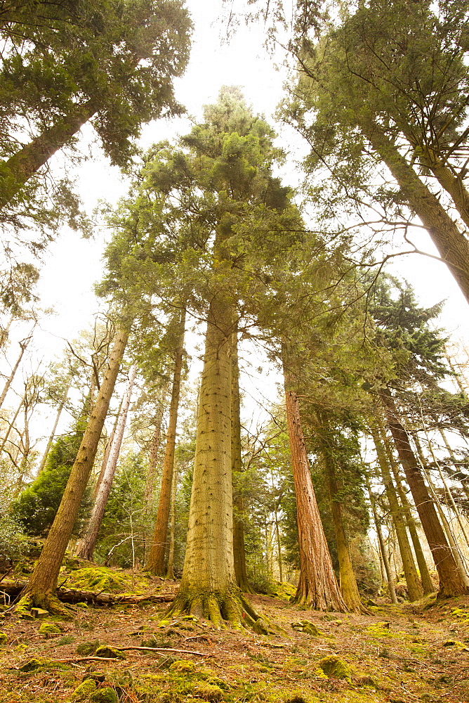 England's tallest tree, a Grand Fir (Abies grandis), champion of the Tree Register, 57.8 metres (190 feet) tall, planted aound 1860 in an arboretum at the Wansfell Holme Country Estate (Skelghyll Woods), Ambleside, Lake District, Cumbria, England, United Kingdom, Europe