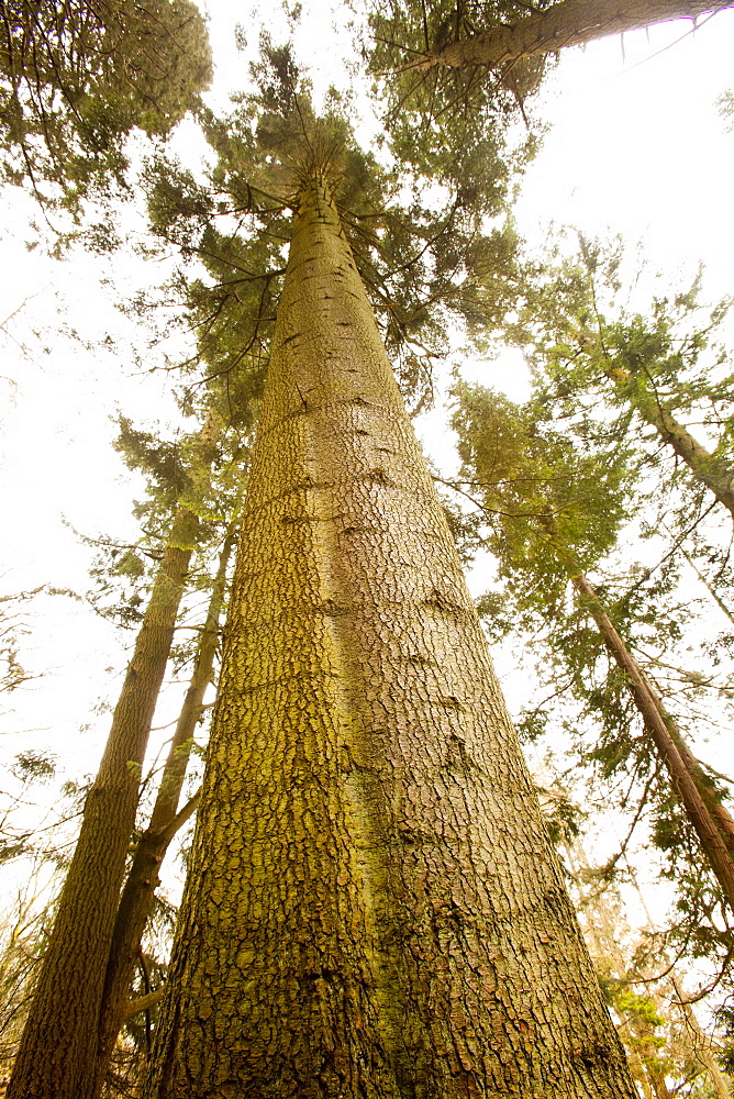 England's tallest tree, a Grand Fir (Abies grandis), champion of the Tree Register, 57.8 metres (190 feet) tall, planted aound 1860 in an arboretum at the Wansfell Holme Country Estate (Skelghyll Woods), Ambleside, Lake District, Cumbria, England, United Kingdom, Europe