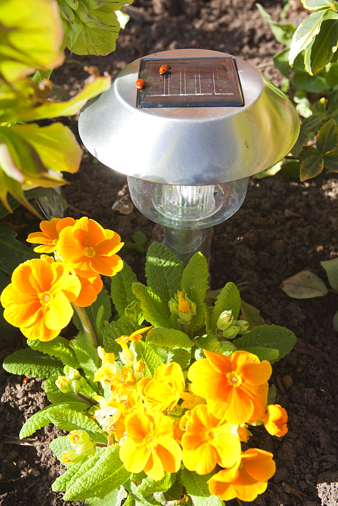 Solar lights in a garden in Quorn, Leicestershire, England, United Kingdom, Europe