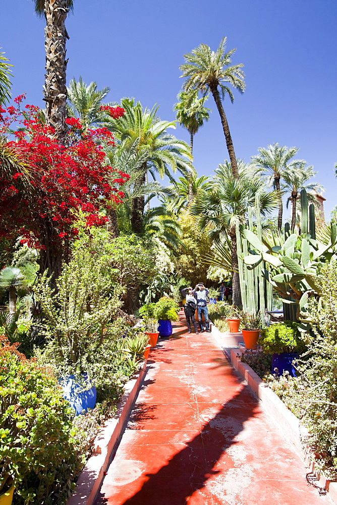 The Marjorelle Gardens in Marrakech, Morocco, North Africa, Africa