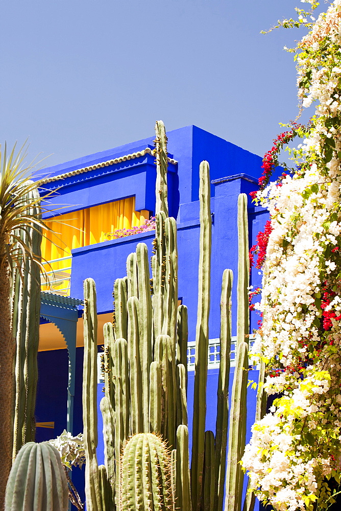 The Marjorelle Gardens in Marrakech, Morocco, North Africa, Africa