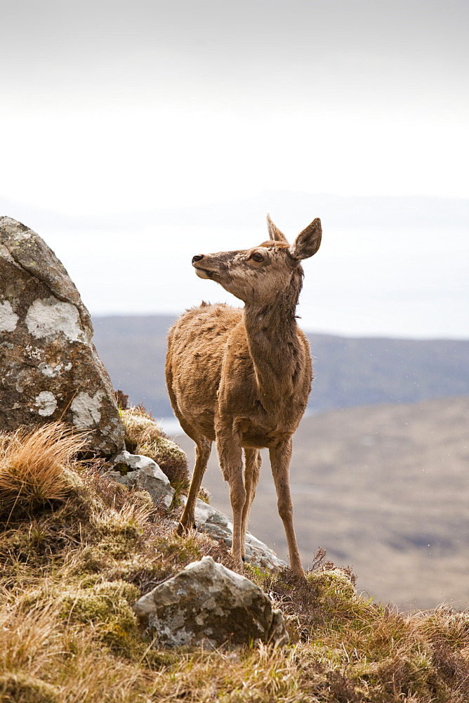 A red deer (Cervus elaphus) on the Cuillin Ridge on the Isle of Skye, Scotland, United Kingdom, Europe