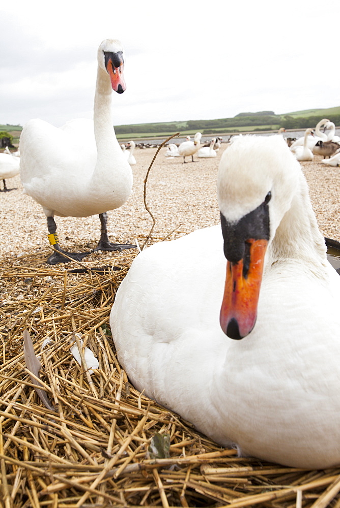 Mute swan (Cygnus olor) on its nest at the Abbotsbury Swannery, Dorset, England, United Kingdom, Europe