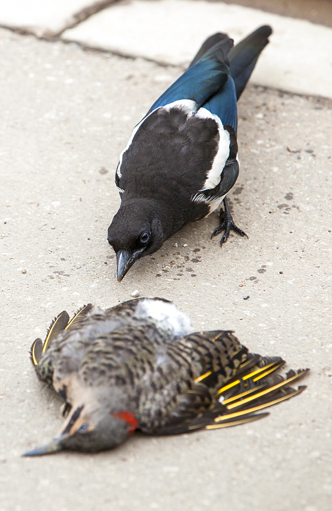 A Northern flicker (Colaptes auratus) being scavenged by a magpie that will happily eat carrion, Fort McMurray, Alberta, Canada, North America