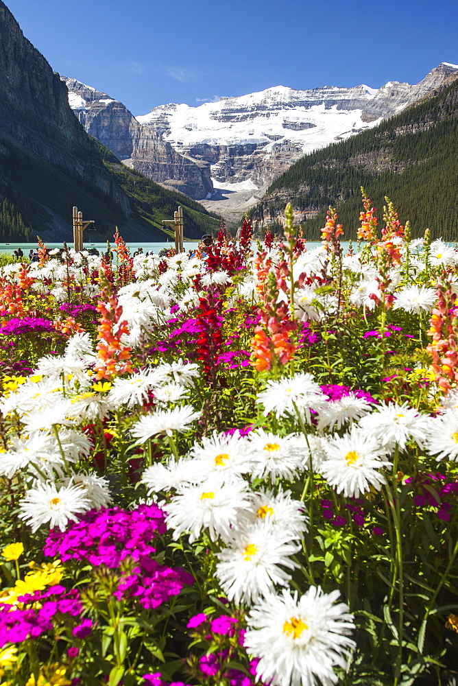 Flowers in hotel grounds on the shores of Lake Louise,  looking up towards the Victoria Glacier, Banff National Park, UNESCO World Heritage Site, Alberta, Rocky Mountains, Canada, North America