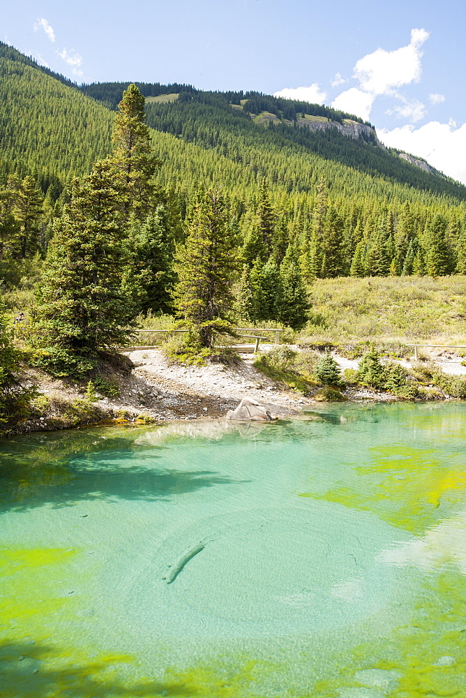 The Ink Pots, limestone spring water pools in Johnsons Canyon in the Banff National Park, UNESCO World Heritage Site, Alberta, Canadian Rockies, Canada, North America