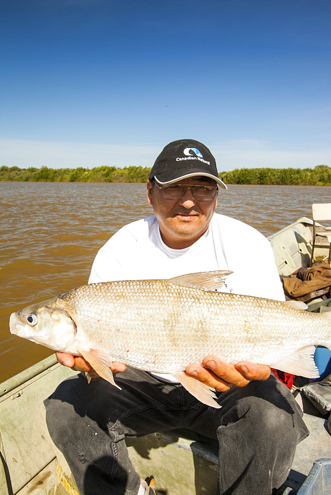 A fish caught in Lake Athabasca by Robert Grandjamber, who lives in Fort Chipewyan, a First Nation community downstream of the tar sands industry, Alberta, Canada, North America