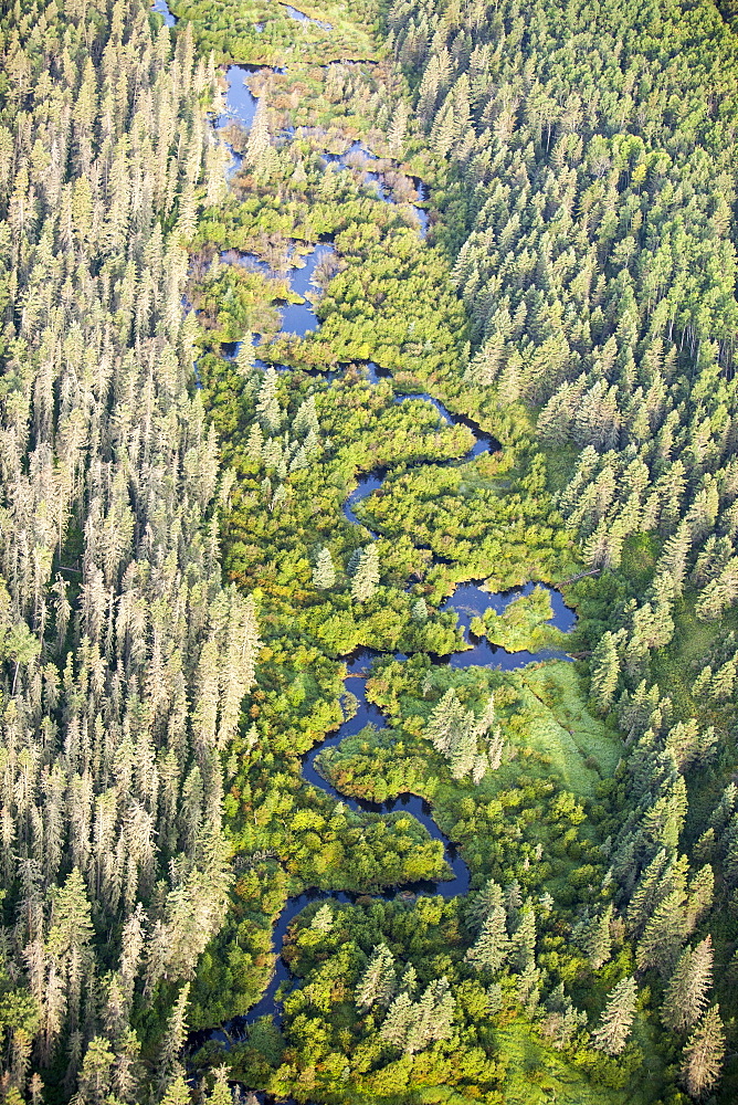 Boreal forest in Northern Alberta, near Fort McMurray, Alberta, Canada, North America