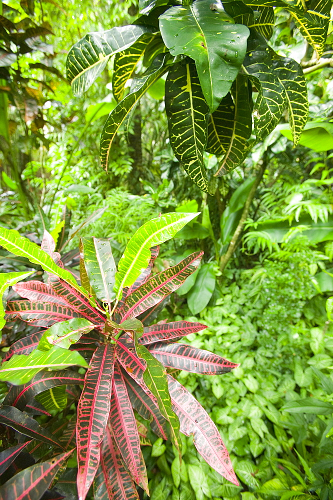 Tropical rainforest on Fiji, Pacific