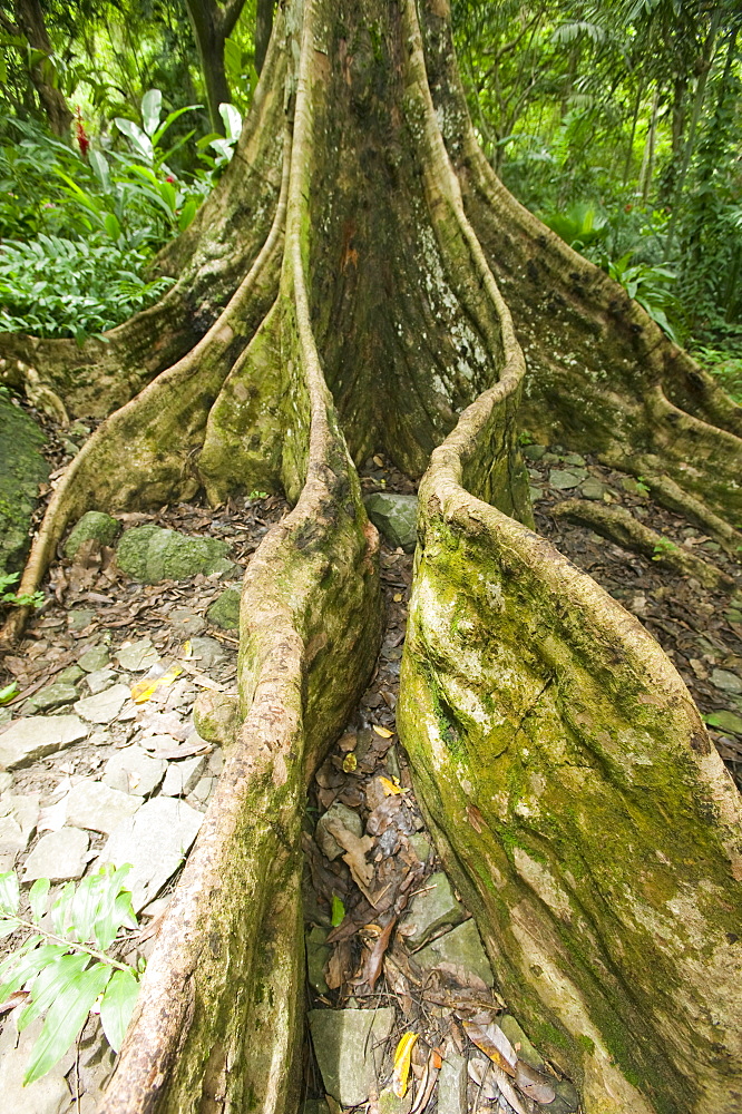 Tropical rainforest plants on Fiji, Pacific