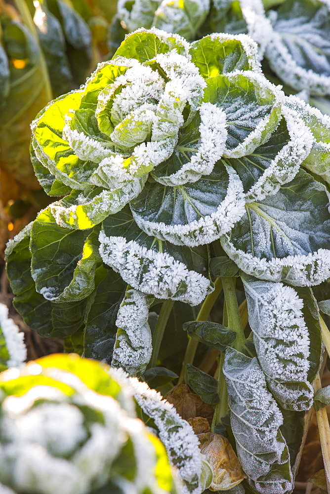 Frot on sprouts being grown on the Lancashire Fylde coast near Southport, Lancashire, England, United Kingdom, Europe