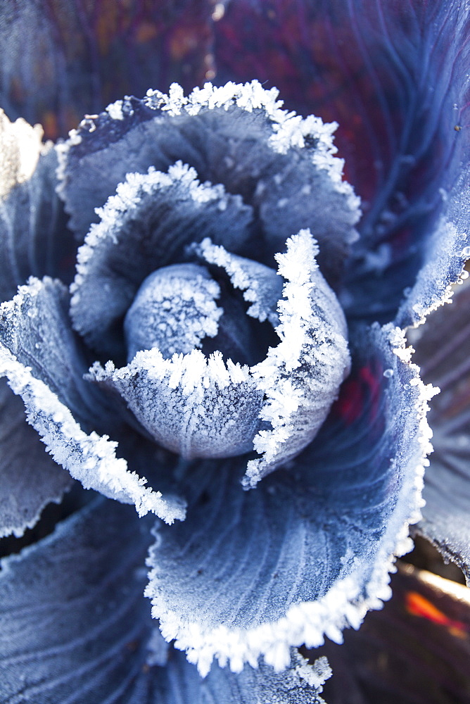 Frost on red cabbage being grown on the Lancashire Fylde coast near Southport, Lancashire, England, United Kingdom, Europe