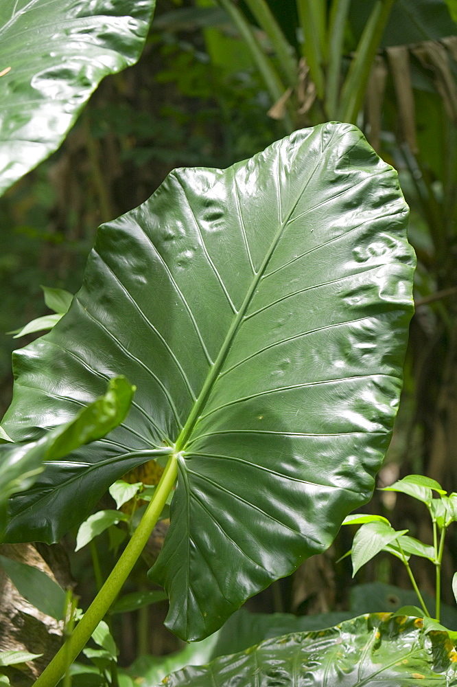 Tropical rainforest plants on Fiji, Pacific