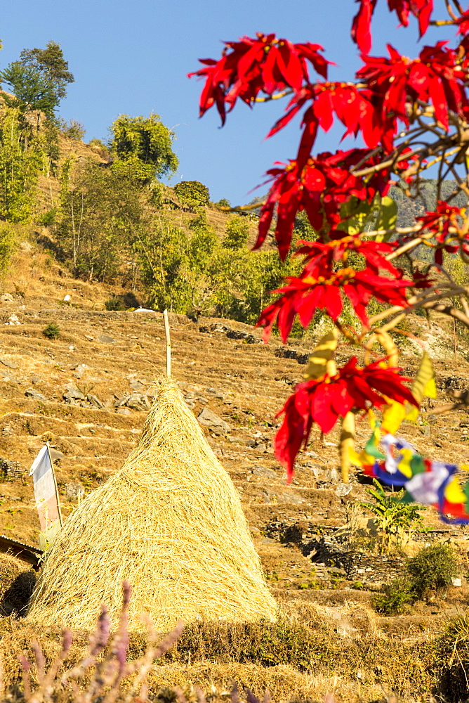 Poinsettia trees flowering and a traditional hay rick, near Pokhara, Himalayas, Nepal, Asia