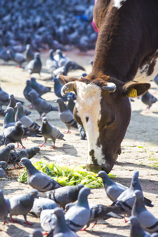 A cow and feral pigeons in Durbar Square, Kathmandu, Nepal, Asia