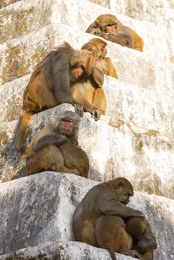 Monkeys at Pashupatinath Temple, a Hindu temple of Lord Shiva located on the banks of the Bagmati River Kathmandu, Nepal, Asia