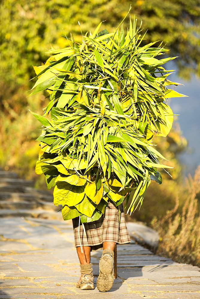 An old woman carrying a load of foliage from the surrounding forest to feed goats and cows, Annapurna Himalayas, Nepal, Asia