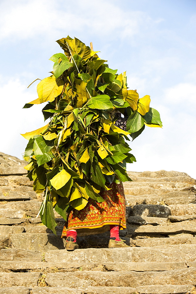 An old woman carrying a load of foliage from the surrounding forest to feed goats and cows, Annapurna Himalayas, Nepal, Asia