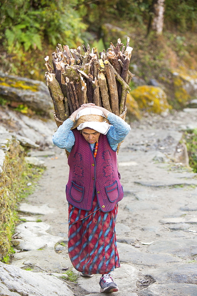 Woman carrying wood to be used as fuel for cooking by Nepalese locals living in the Annapurna Himalayas, Nepal, Asia