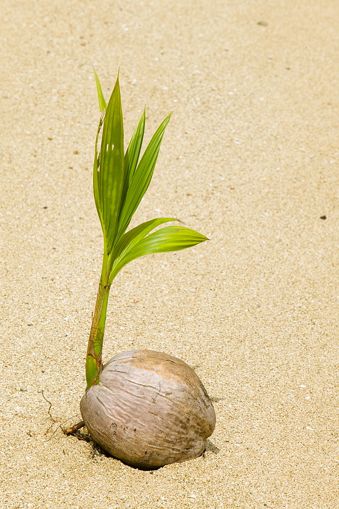 A coconut sprouting on a Fijian beach, Fiji, Pacific