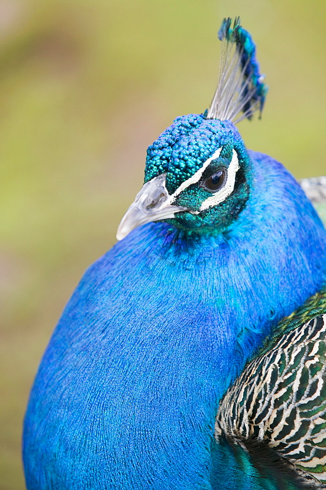 A male Peacock