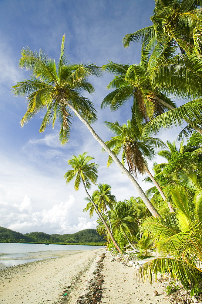 Coconut palms at the Walu Beach Resort on Malolo Island off Fiji, Pacific