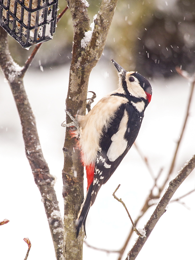 A Great spotted woodpecker (Dendrocopus major) on a bird feeder in a garden in Ambleside, Lake District, Cumbria, England, United Kingdom, Europe