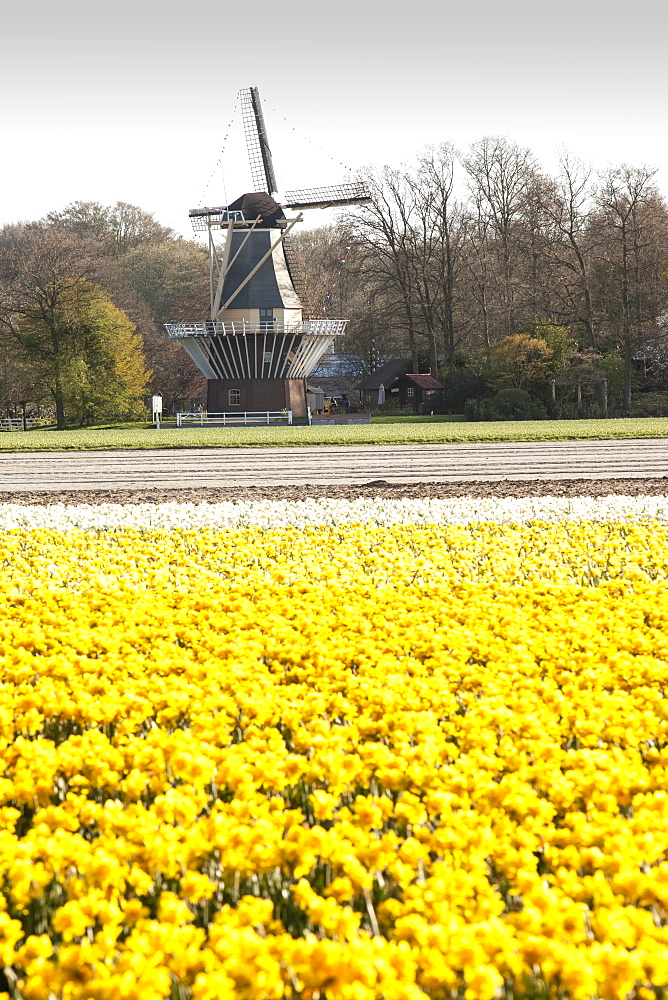 Daffodil fields near Keukenhof Gardens, Lisse, Netherlands, Europe