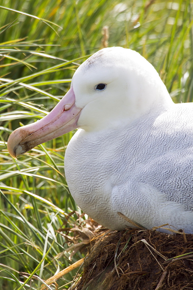 A Wandering Albatross; Diomedea exulans, the bird with the largest wing span on the planet, at around 11 feet 6 inches, nesting on Prion Island, South Georgia, Southern Ocean.