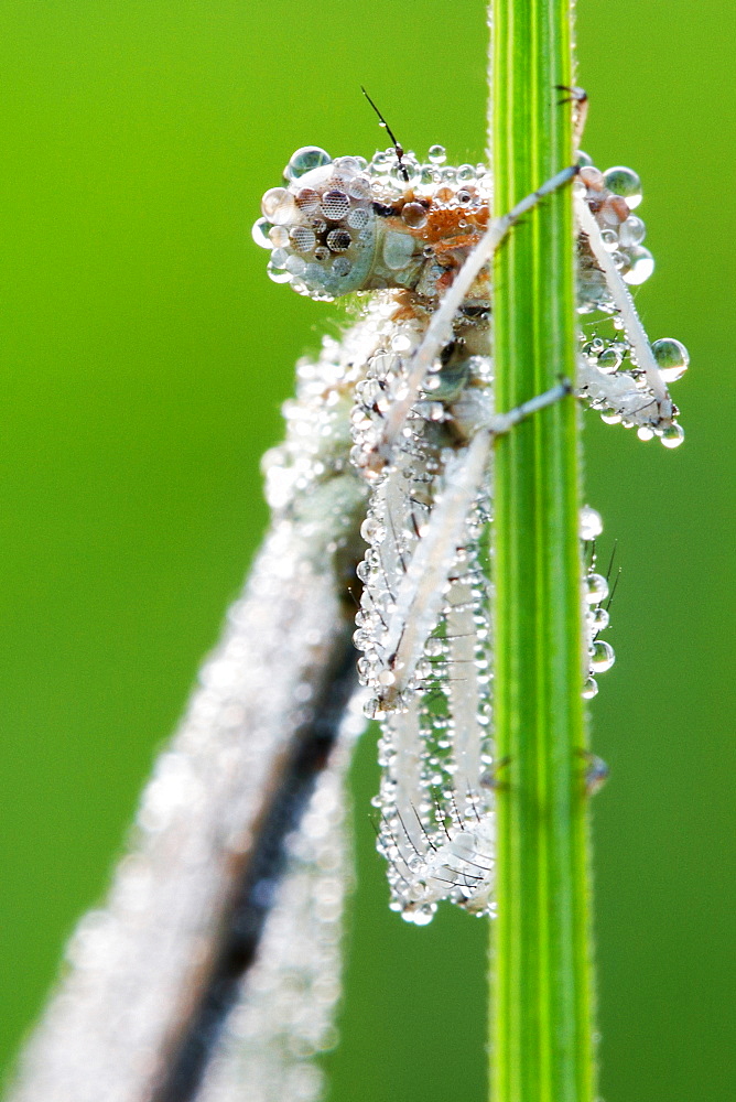 A lover of diamonds. Nature, Moldova, insect, summer, Green,  macro, Dragonfly, diamonds