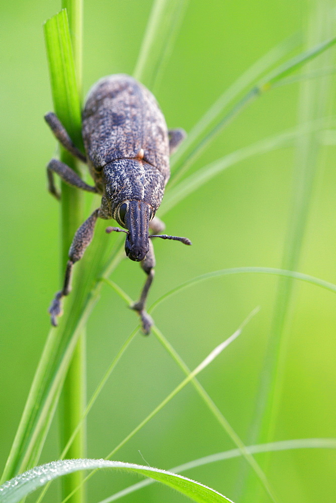 Weevil. Nature, Moldova, insect, summer, Green,  macro, Weevil, Grass