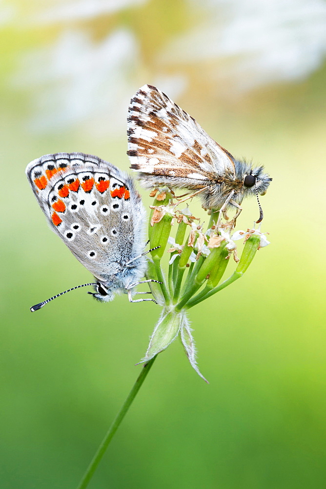 About butterflies and wind. Nature, Moldova, insect, summer, Green,  macro, butterflies, wind, butterfly, flower