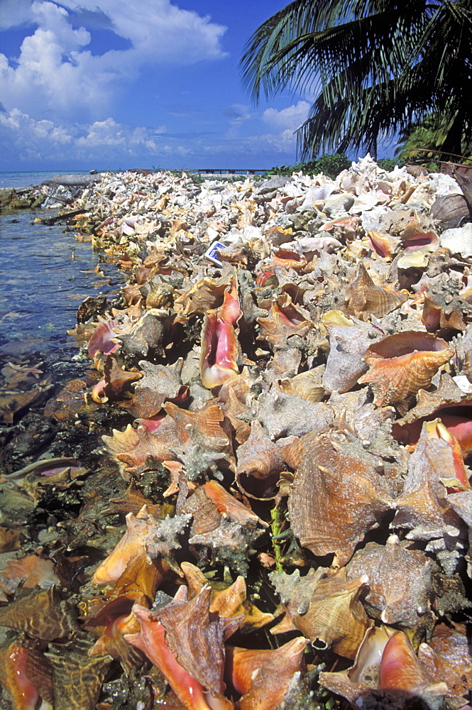 Sea defence made from Queen Coch shells, South Water Cay, Belize      (rr)