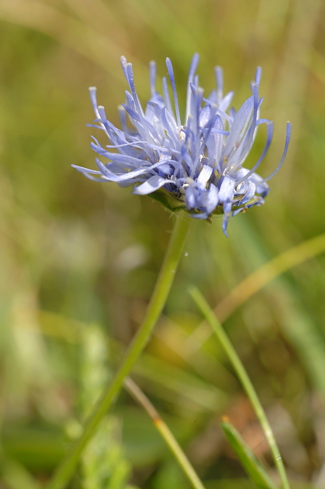 Sheep's-bit flower Jasione montana Deer Park, Marloes, Pembrokeshire, Wales, UK, Europe