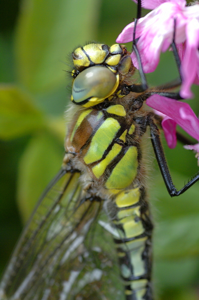 Common hawker dragonfly (Aeshna juncea), Pembrokeshire, Wales, UK, Europe