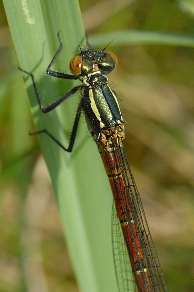 Large Red Damselfly (Pyyrhosoma nymphula), Pembrokeshire, Wales, UK, Europe