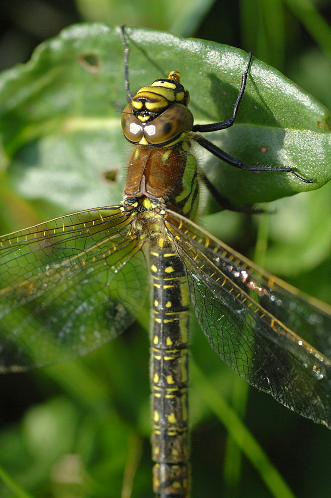 Female Common Hawker (Aeshna juncea), Pembrokeshire, Wales, UK, Europe