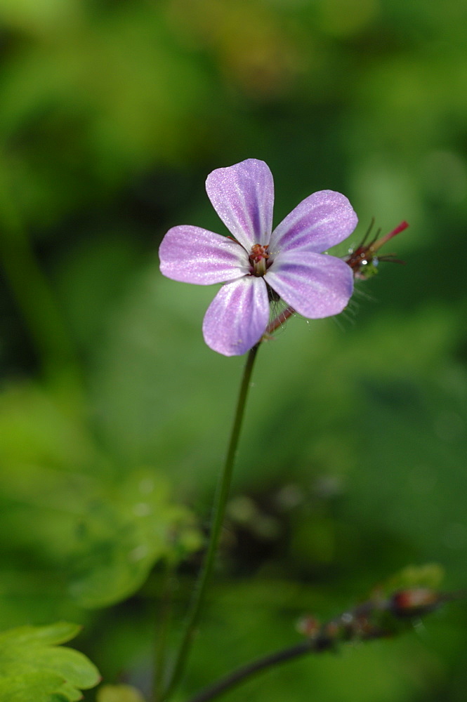 Herb Robert Geranium robertianum Castle Bay, Dale, Pembrokeshire, Wales, UK, Europe