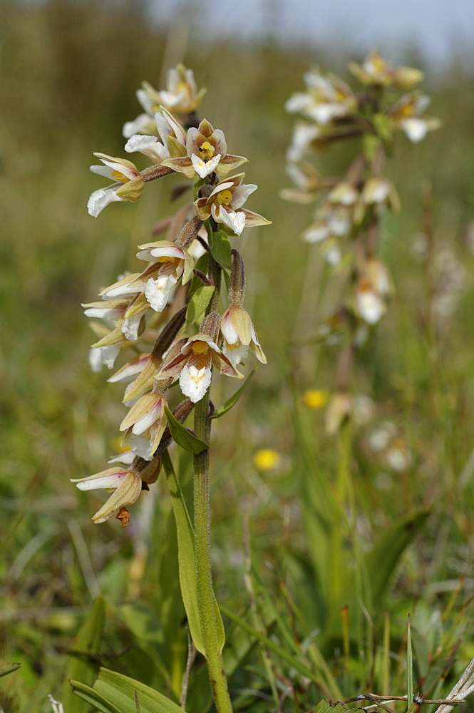 Marsh helleborine Epipactis palustris Kenfig National Nature Reserve, Wales, UK, Europe