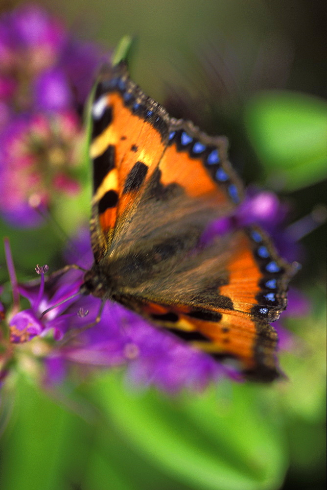 Small tortoiseshell butterfly