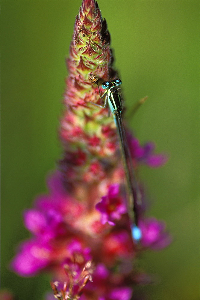 Blue tailed damselfly (Ischnura elegans) perched on purple loosestrife     (rr)