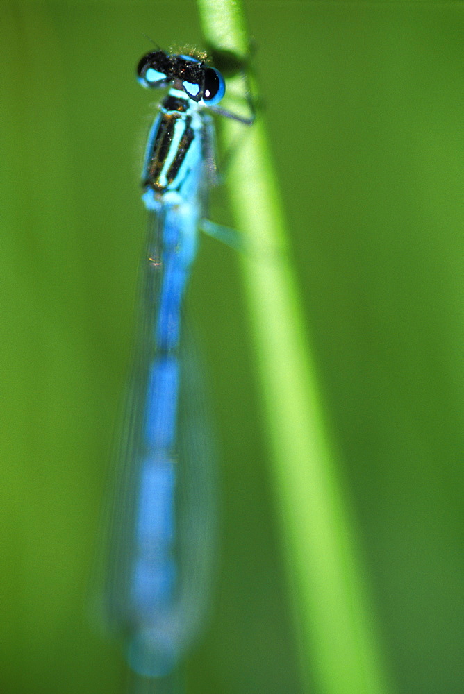 Common blue damselfly (Enallagma cyathigerum). Pembrokeshire, Wales     (rr)