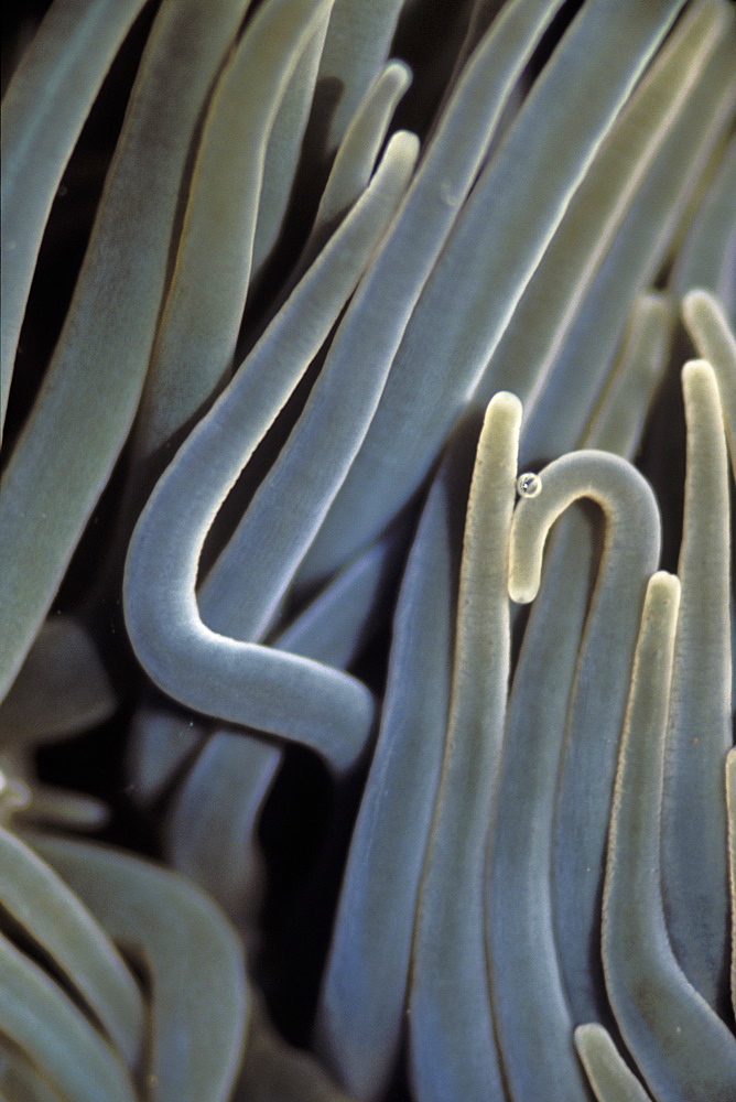 Snakelocks Anemone Anemonia viridis    (rr)