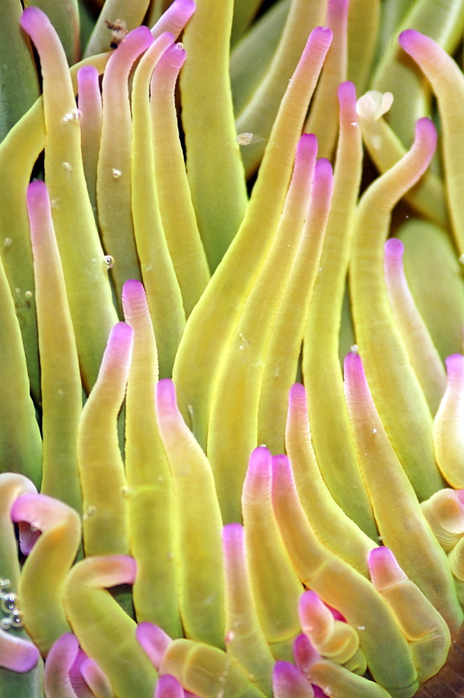 Snakelocks anemone, Anemonia sulcata, 